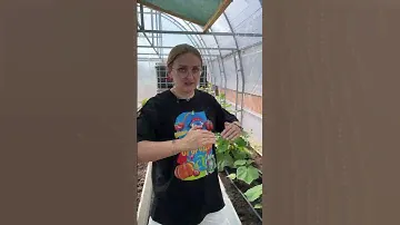 Жирование огурцов!