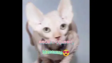 А какой ты зз? Я водолей🤪