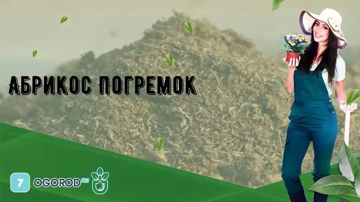 Абрикос Погремок