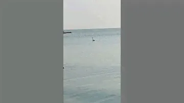 Лебедь в Чаше залива Чёрного моря у Балчика.Превращение гадкого утёнка в прекрасногоЛебедя вЧеловеке