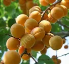 Абрикос Водолей 3-х лет