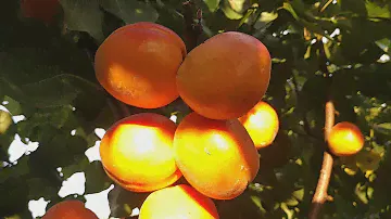 Абрикос Харогем. Apricot Harogem. Канадський сорт з гарним виглядом і смаком
