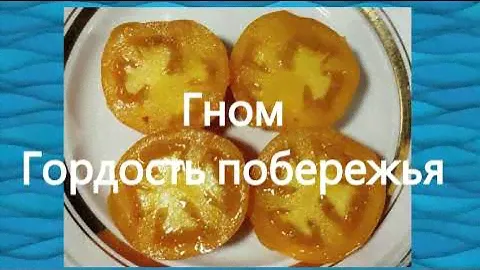 Каталог томатов гномов  на 2024 год.  Часть 1. г. Киров