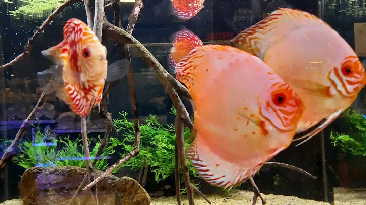 ГУЛЯЕМ В ЗООЛОГИЧЕСКОМ ЦЕНТРЕ 🐡🐠🐟