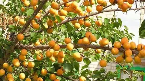 сорт абрикоса Погремок# ХАРАКТЕРИСТИКА СОРТА