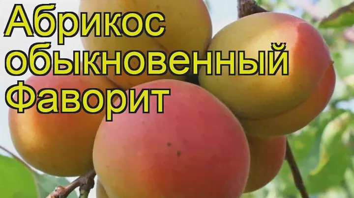 Абрикос обыкновенный Фаворит. Краткий обзор, описание характеристик prunus armeniaca Favorit