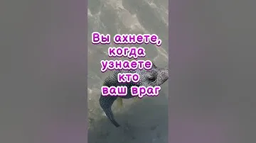 Вы ахнете, когда узнаете кто ваш враг    #магия #приметы #советы #эзотерика #ритуалы #рассказы
