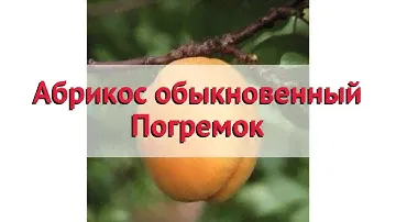 Абрикос обыкновенный Погремок 🌿 Обзор: посадка и уход. саженцы, крупномеры: описание и особенности