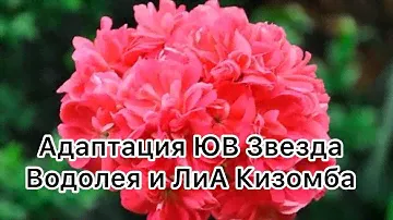 Адаптация пеларгоний ЮВ Звезда Водолея и ЛиА Кизомба 🥰 #пеларгония #цветоводство #flowers