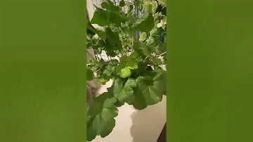 Красотка ЮВ-Звезда Водолея🌸
