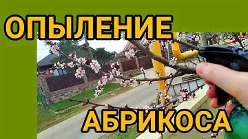 ЗАСТАВЛЯЕМ ПЛОДОНОСИТЬ АБРИКОС ч. 1. Гарантированное опыление ранней весной после заморозков.