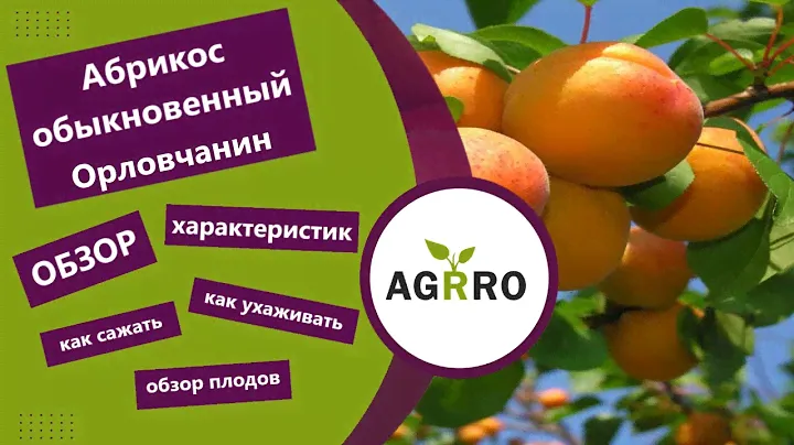 Абрикос обыкновенный Орловчанин 🌳обзор: посадка, характеристики растения, саженцы Абрикос Орловчанин
