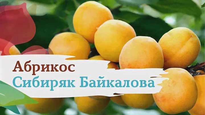 Абрикос Сибиряк Байкалова