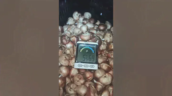 Охлаждение луковиц тюльпанов