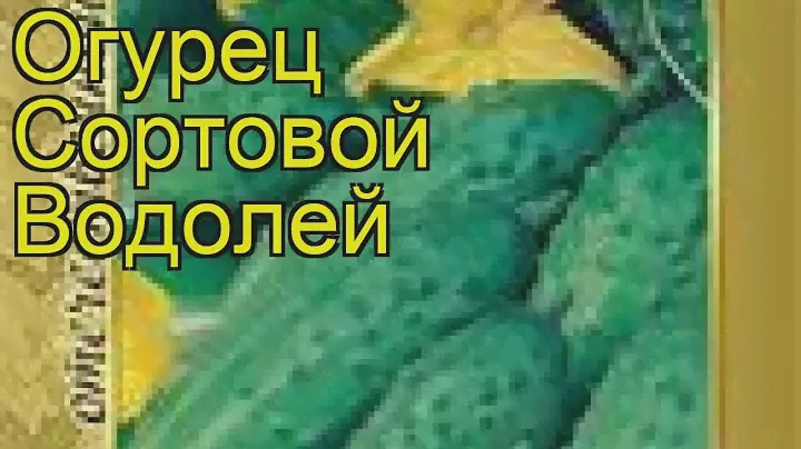 Огурец сортовой Водолей. Краткий обзор, описание характеристик, где купить семена Vodoley